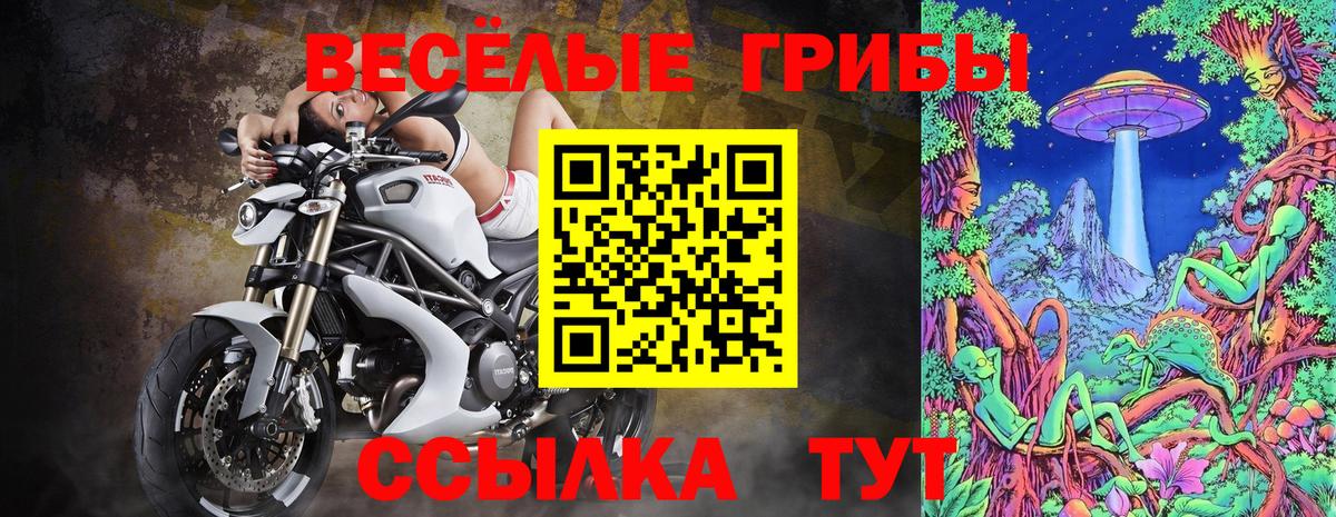 Псилоцибиновые грибы Psilocybine cubensis Кимры